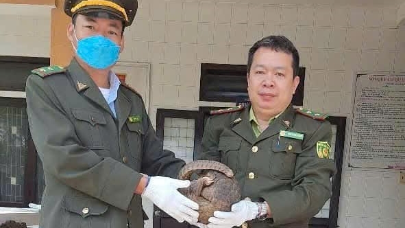 Handing over a 4 kg Javan pangolin to Cuc Phuong National Park